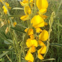 <i>Crotalaria juncea</i>  L.